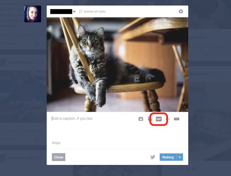 ابدأ باستخدام محرك البحث Gif المدمج الجديد في Tumblr